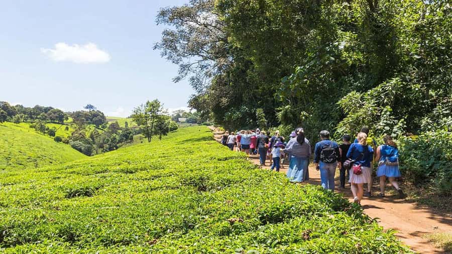 Tea Farm Tour From Nairobi (Kiambethu). - Practical advice for making the day work