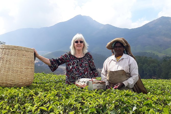 Tea Farm Tourism - Walking among the plantation rows