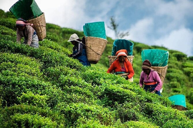 Tea Fields & Factory Tour - Meeting the pluckers and trying the technique