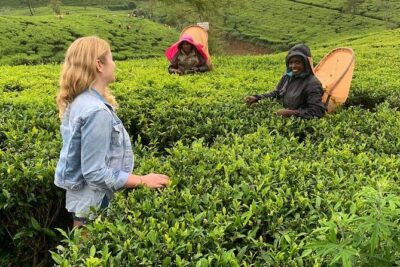 Tea Fields & Factory Tour