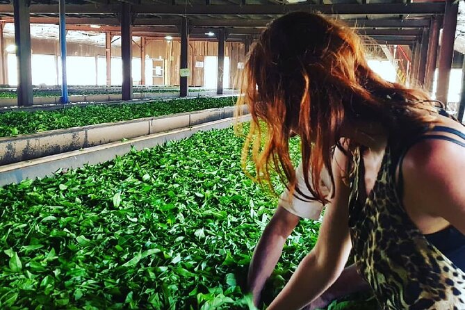 Tea Fields & Factory Tour - Tea tasting at the end