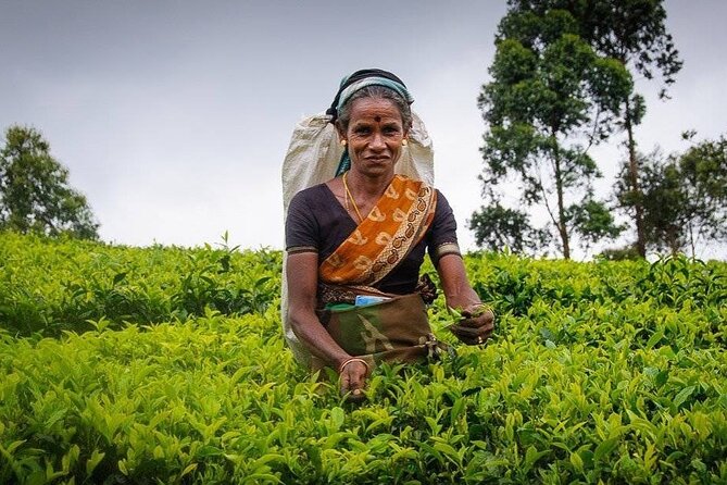 Tea Fields & Factory Tour - Time, meeting point, and group size