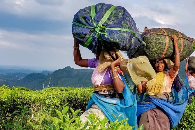 Tea Fields & Factory Tour - Is $20 good value?