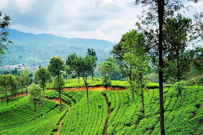 Tea Fields & Factory Tour - Who should book this experience?