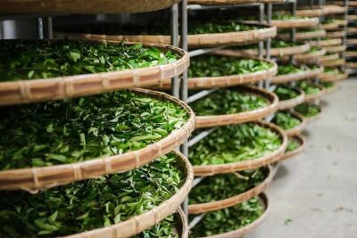 Tea of Taipei: Small-Group Tour with Taipei City Sightseeing