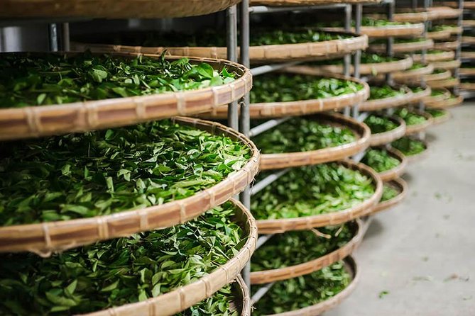 Tea of Taipei: Small-Group Tour with Taipei City Sightseeing - Tea history at the promotion center
