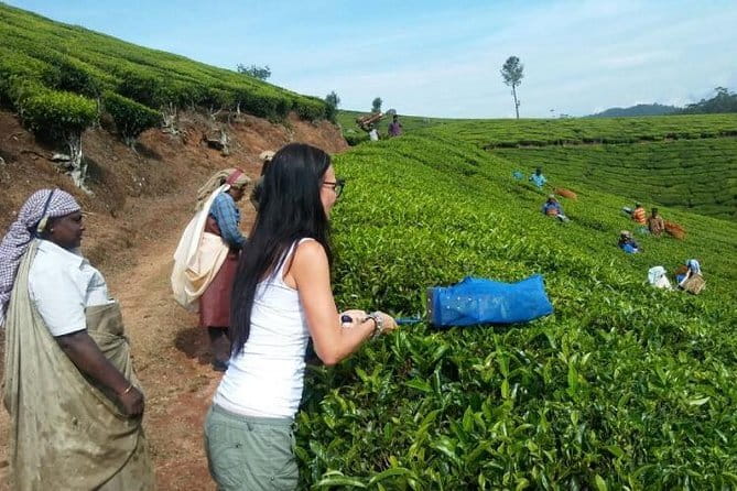 Tea planation walking In Munnar- (by Munnar Info) - Key points at a glance