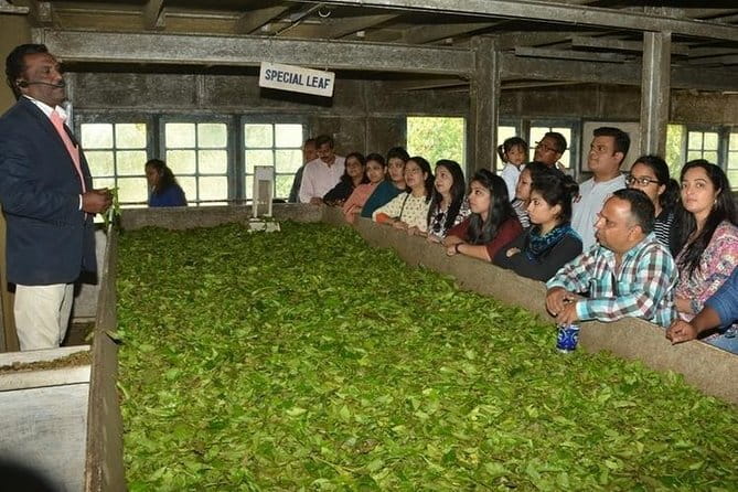 Tea planation walking In Munnar- (by Munnar Info) - Walking into Lakshmi Tea Estate