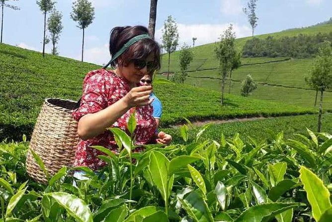 Tea planation walking In Munnar- (by Munnar Info) - Is $10 good value?