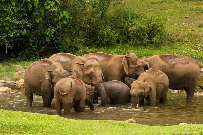 Tea planation walking In Munnar- (by Munnar Info) - Who will enjoy this Munnar walk?