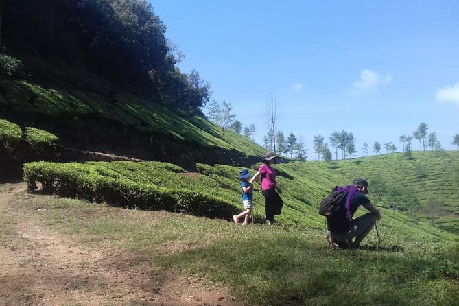 Tea planation walking In Munnar- (by Munnar Info) - Learning tea work from a trained plucker