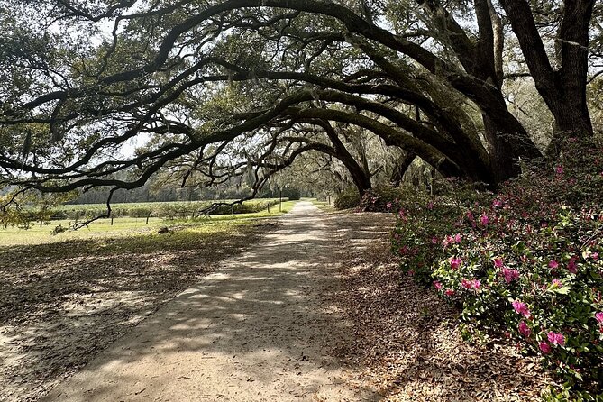 Tea Plantation and Winery Tour in Charleston - Charleston Tea Garden: the tour’s central stop