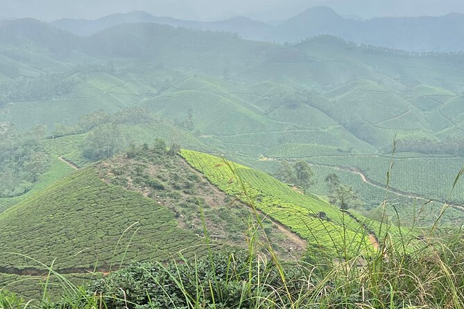 Tea Plantation, Grass Land and Mountain Hiking in Munnar - Who will enjoy this Munnar hike most