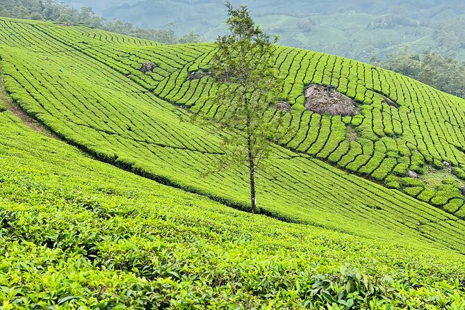 Tea Plantation, Grass Land and Mountain Hiking in Munnar - Practical details before you book