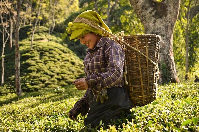Tea Pluckers' Day - Key points at a glance