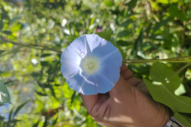Tea Pluckers' Day - Why tea country is more interesting than a tasting room