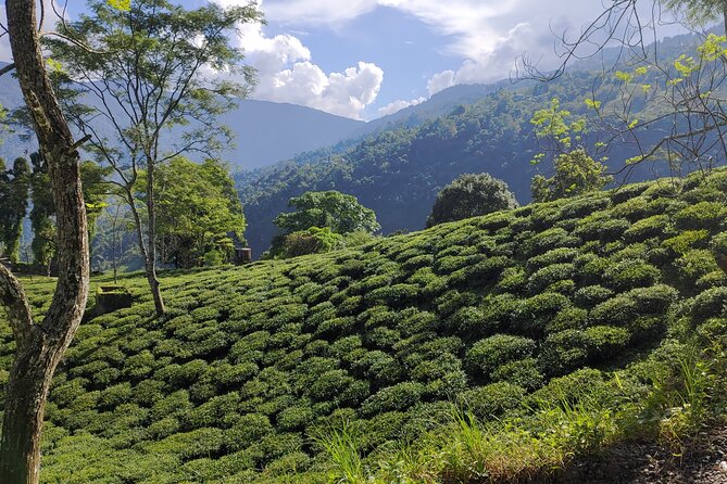 Tea Pluckers' Day - Lunch and the value of private transport