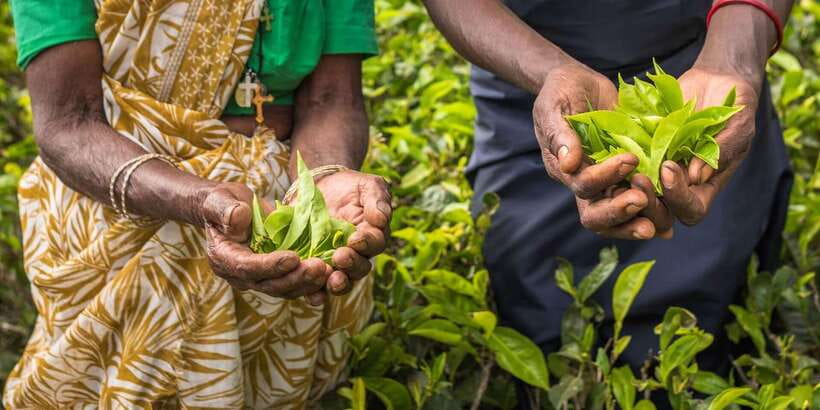 Tea Plucking and Tea Factory: Visit from Kandy - Key points to know before you book