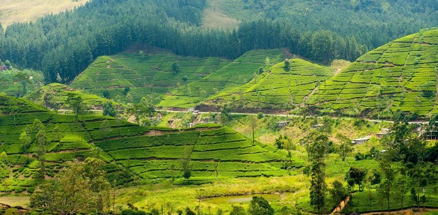 Tea Plucking and Tea Factory: Visit from Kandy - FAQ