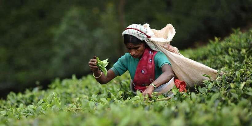 Tea Plucking and Tea Factory: Visit from Kandy - From Kandy to Sri Lanka’s tea country