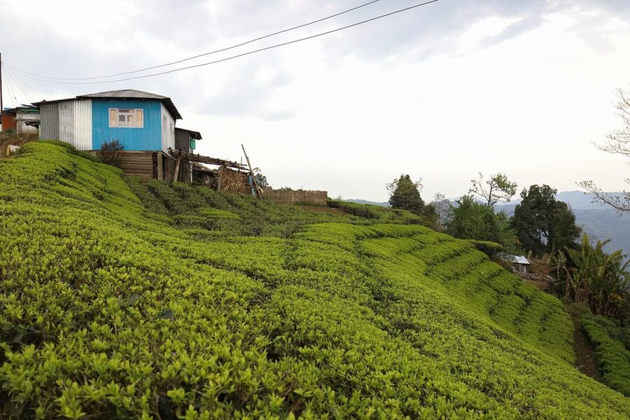 Tea Plucking and Tea Factory: Visit from Kandy - Tasting Ceylon tea with a highland view