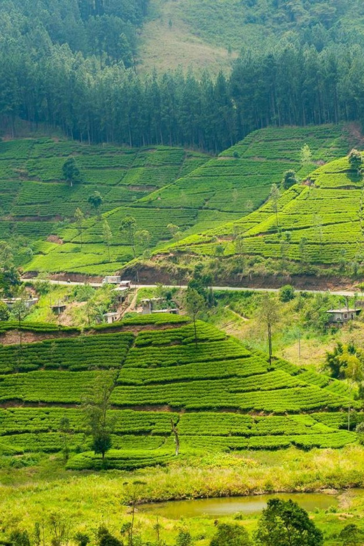 Tea Plucking and Tea Factory: Visit from Kandy - Who will enjoy this tea experience most