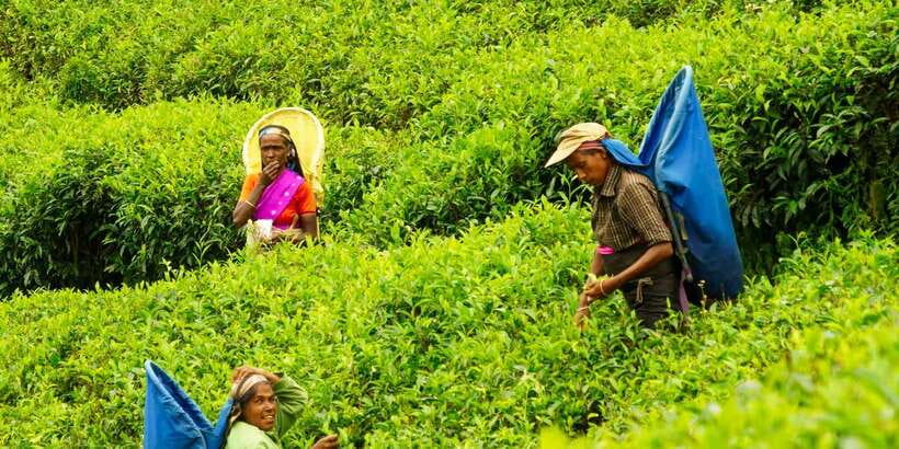 Tea Plucking and Tea Factory: Visit from Kandy - My booking verdict from Kandy