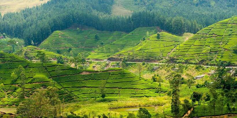 Tea Plucking and Tea Factory: Visit from Kandy - Meeting the tea pluckers in the fields