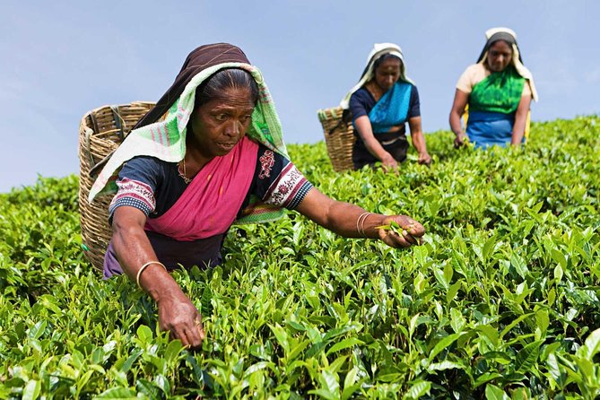 Tea Plucking and Tea Factory Visit from Nuwara Eliya. - What the Pedro Estate visit is really about