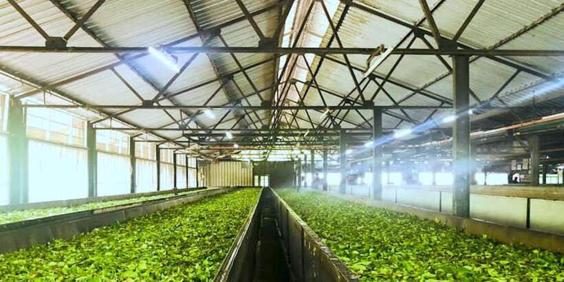 Tea Plucking and Tea Factory: Visit from Nuwara Eliya - What the guide and private format add