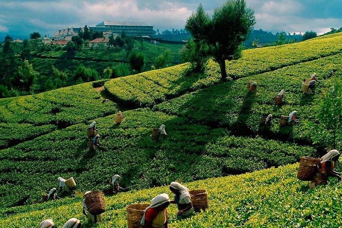 Tea Plucking and Tea Factory Visit from Nuwara Eliya. - Picking tea leaves in the highlands