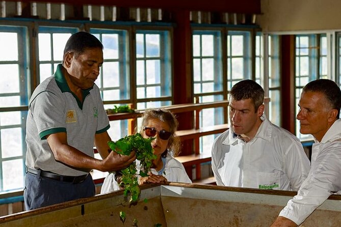 Tea Plucking and Tea Factory Visit from Nuwara Eliya. - Is $35 a fair price?