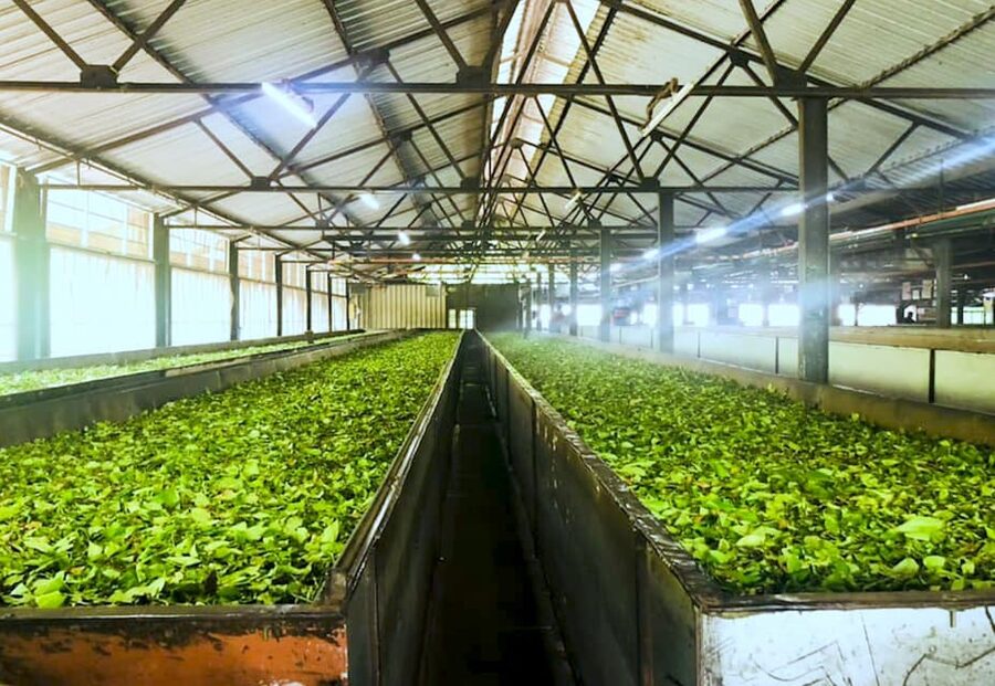 Tea Plucking and Tea Factory: Visit from Nuwara Eliya - Tasting Ceylon tea by altitude and craft
