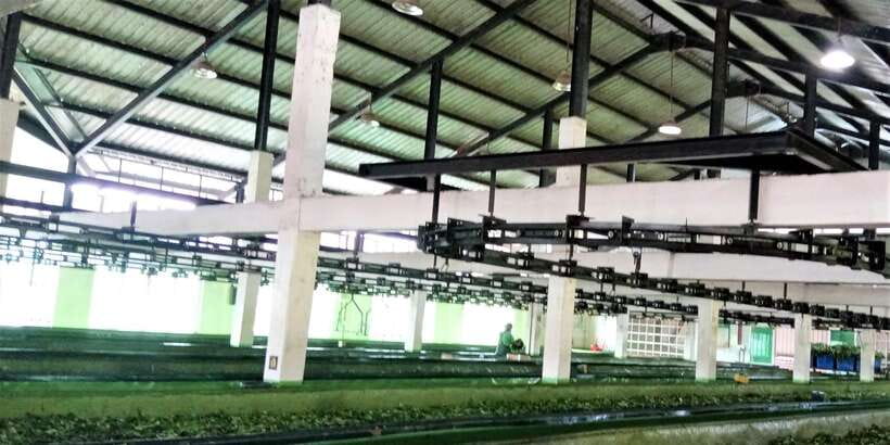 Tea Plucking and Tea Factory: Visit from Nuwara Eliya - Highland views and photo stops