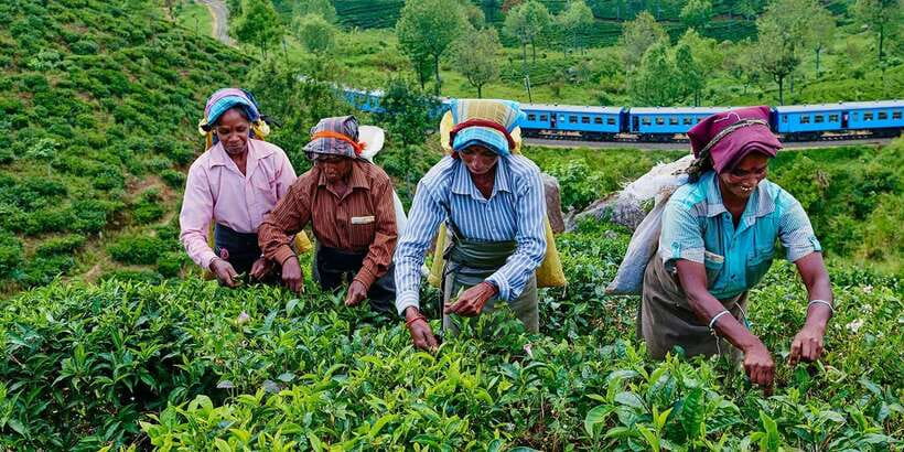 Tea Plucking and Tea Factory: Visit from Nuwara Eliya - How the timing works