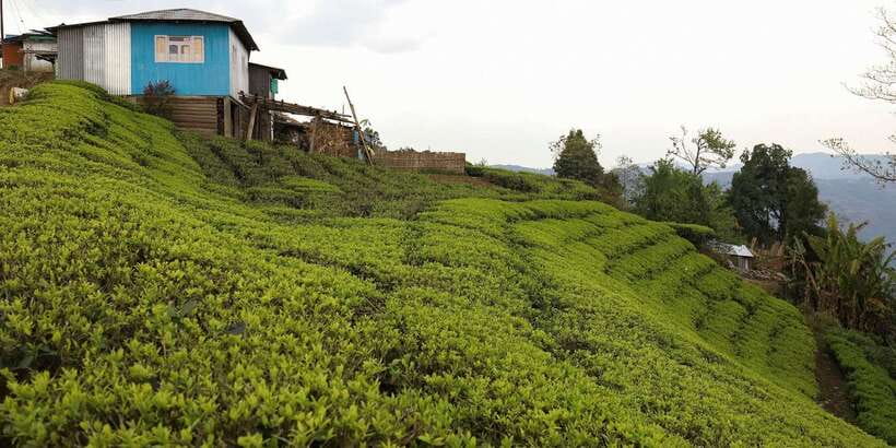 Tea Plucking and Tea Factory: Visit from Nuwara Eliya - Who will get the most from it