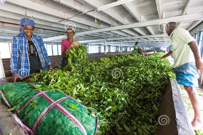 Tea Plucking and Tea Factory: Visit from Nuwara Eliya - Leaving Nuwara Eliya in private transport