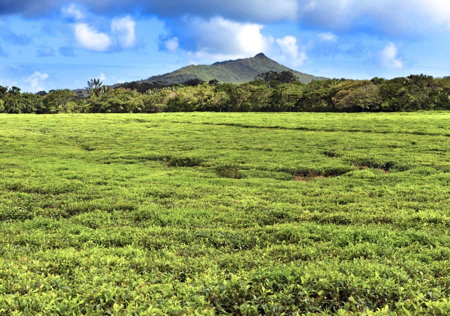 Tea Route: Lake, Forest, Tea Plantation & 3 Course Lunch - Sofie Nature Walk and Mare aux Vacoas