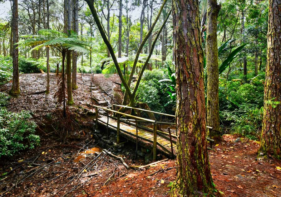 Tea Route: Lake, Forest, Tea Plantation & 3 Course Lunch - Grand Bassin: the day’s strongest cultural stop