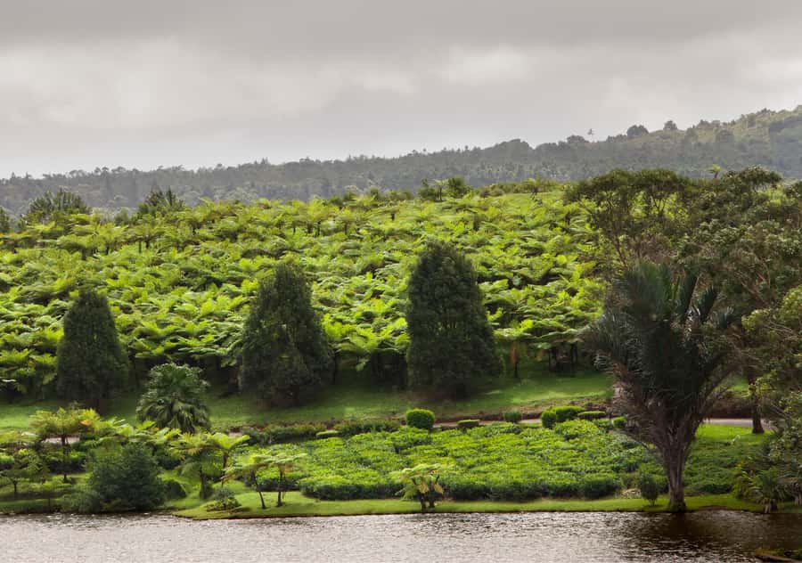 Tea Route: Lake, Forest, Tea Plantation & 3 Course Lunch - Timing, pickup, and what to bring