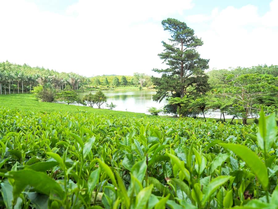 Tea, Rum & Vanilla Route - Bois Chéri, from tea leaf to teacup