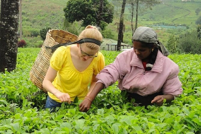 Tea Tasting in Nuwara Eliya - Key points to know before booking