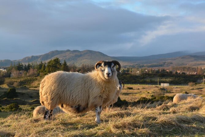 Tea with Naughty Sheep - Key points before you book