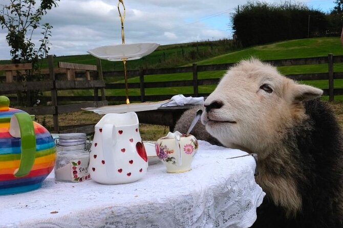 Tea with Naughty Sheep - Tea, sheep, and a very Scottish kind of afternoon