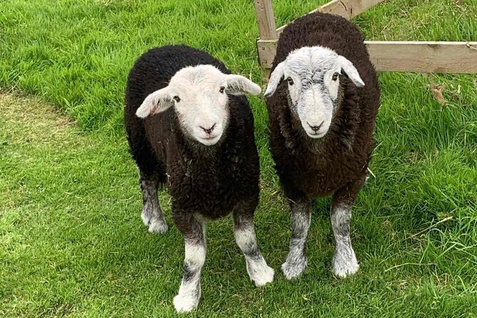 Tea with Naughty Sheep - Getting to Tuair House and preparing properly