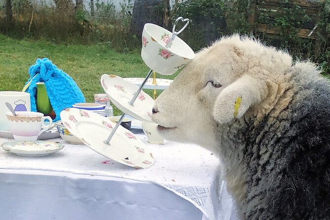 Tea with Naughty Sheep - How much value do you get for $102.98?