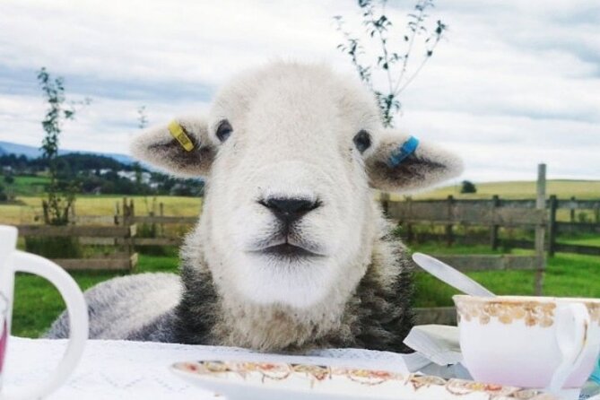 Tea with Naughty Sheep - What happens during the 1 hour 45 minute visit