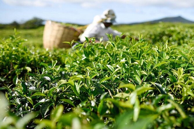 The East Discovery Tour: Bois-Cheri Tea Factory, Blue-Bay Marine Park & Lunch - Timing, comfort, and the guide
