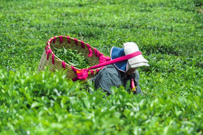 The Tea Story with Lunch - Key points to know