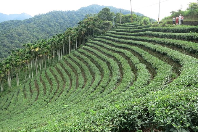 Thousand Island Lake and Pinglin Tea Plantation from Taipei - Key points to know before you book
